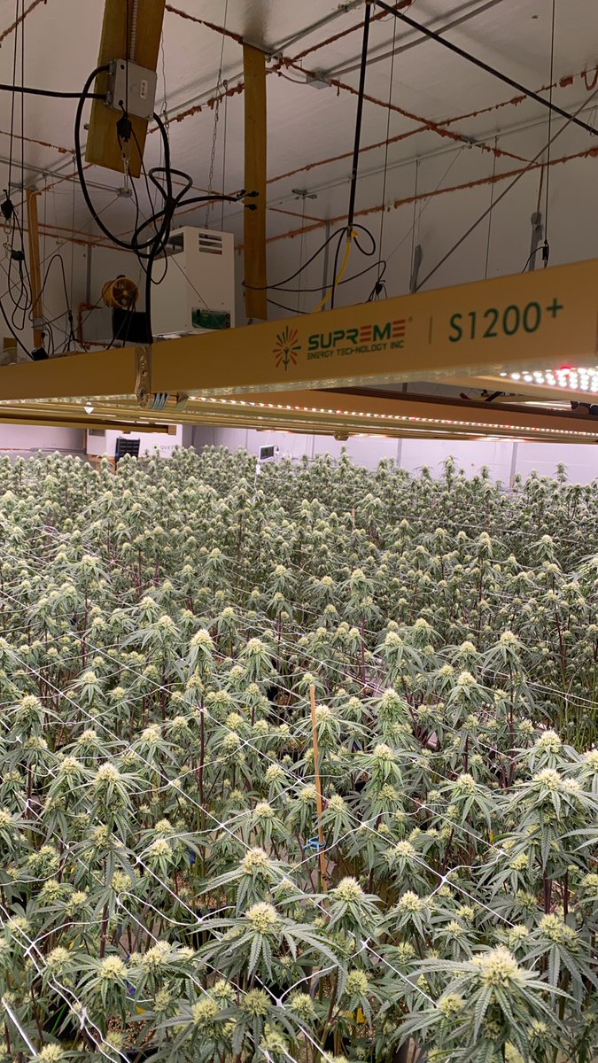 supremegrowlig1's tweet photo. supremegrowlight,4x6,1200W,4 weeks#supremegrowlight.com#Greenhouse #S1200 #S1000 #S780 #growshop #Hydroponics #HydroPlanet Depot#lighting #growlight#The Growers Depot#indoorgrowing#verticalfarms #ledgrowlights #growlights #Hydroponics#flower #farming#G1000 https://t.co/zwHrk3qcH1