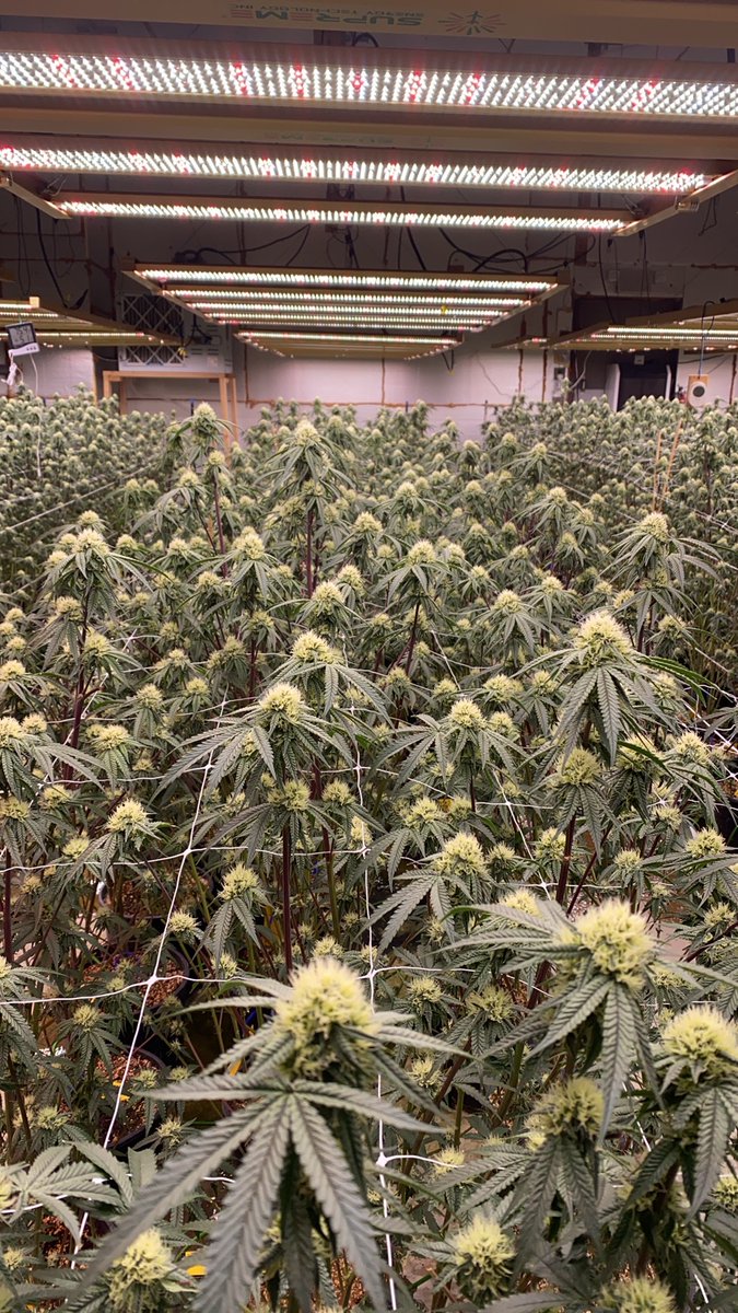 supremegrowlig1's tweet photo. supremegrowlight,4x6,1200W,4 weeks#supremegrowlight.com#Greenhouse #S1200 #S1000 #S780 #growshop #Hydroponics #HydroPlanet Depot#lighting #growlight#The Growers Depot#indoorgrowing#verticalfarms #ledgrowlights #growlights #Hydroponics#flower #farming#G1000 https://t.co/zwHrk3qcH1