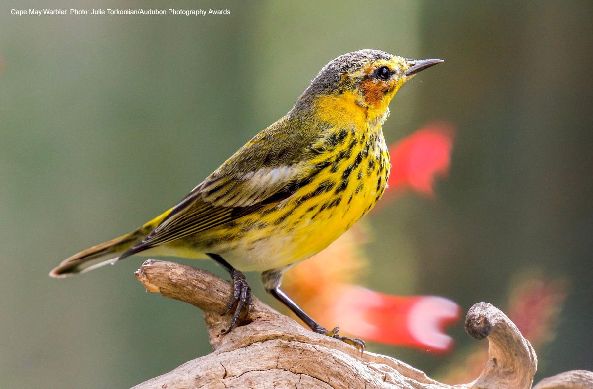AudubonNC's tweet photo. Today marks the start of #BirdabilityWeek 2024, an annual event launched by Birdability to celebrate birders with disabilities and other health concerns. Join Wake Audubon this Saturday for a bird outing on accessible mobility-friendly trails: https://t.co/y1Jr083jbY https://t.co/ov2tnMcy6L