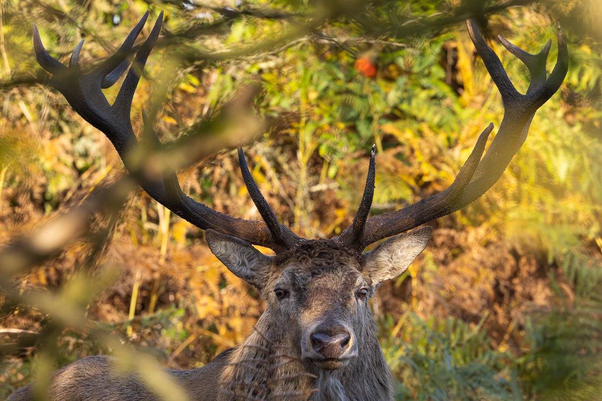 Customdiver's tweet image. The Autumn rut draws to a close and its been great to watch. Just a few pics of some locals in the last of the sunshine. #RedDeer #reddeerrut
