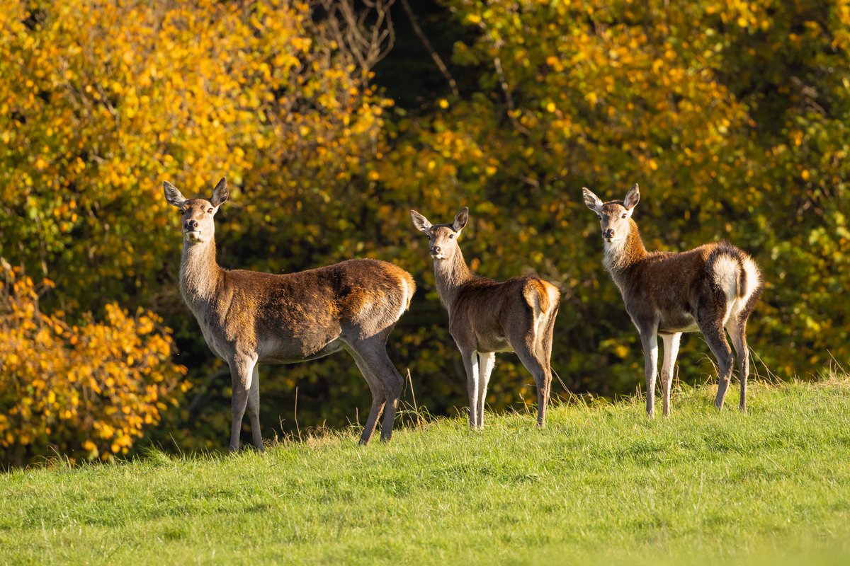 Customdiver's tweet image. The Autumn rut draws to a close and its been great to watch. Just a few pics of some locals in the last of the sunshine. #RedDeer #reddeerrut