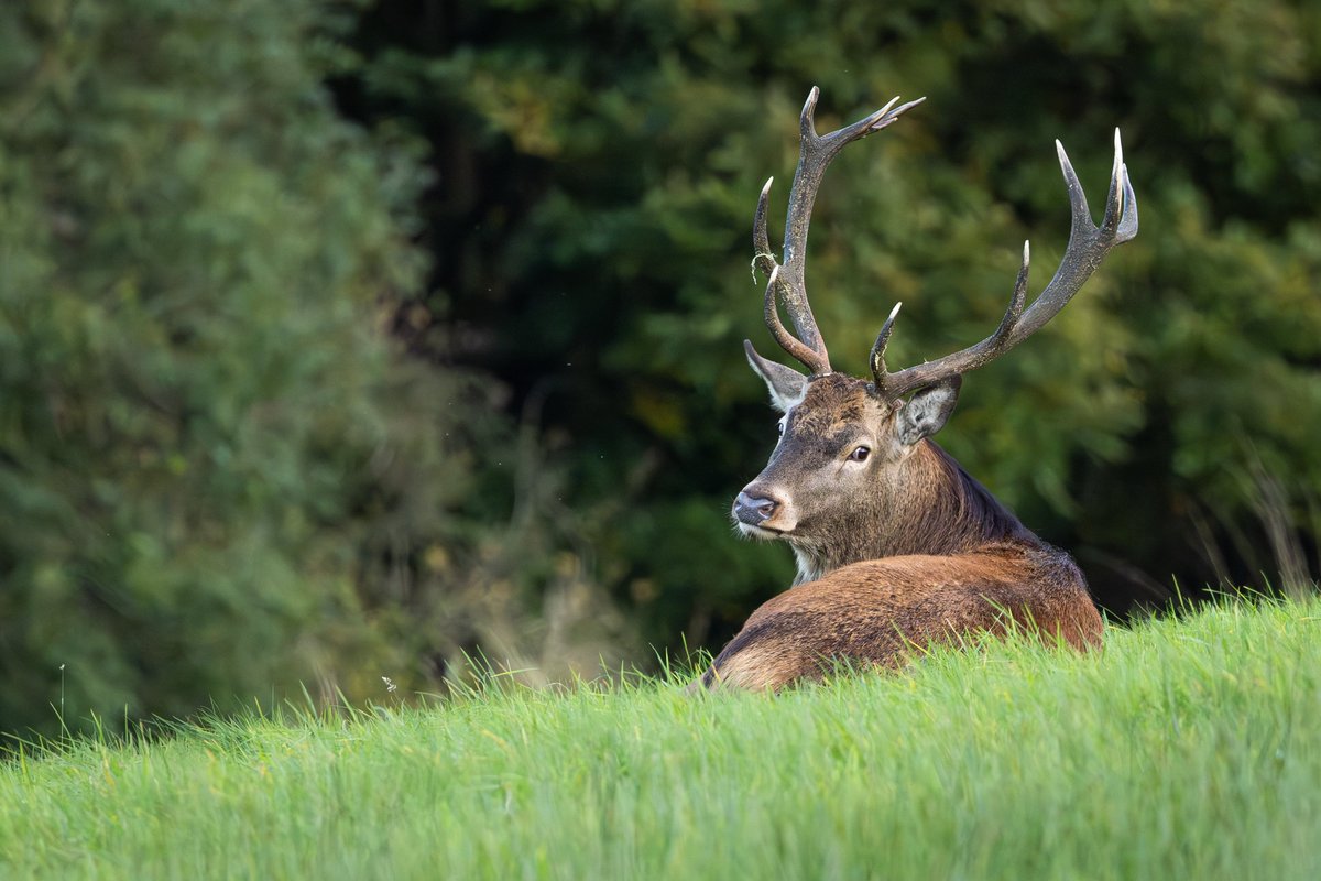 Customdiver's tweet image. The Autumn rut draws to a close and its been great to watch. Just a few pics of some locals in the last of the sunshine. #RedDeer #reddeerrut