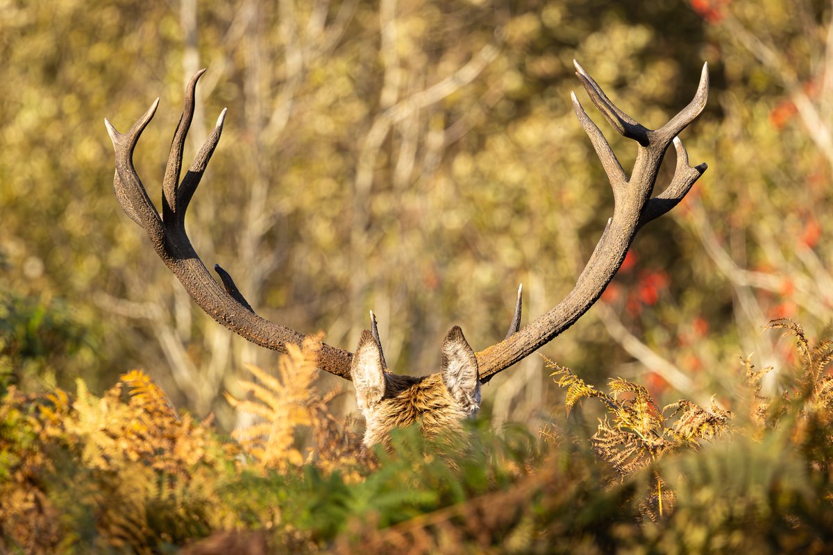 Customdiver's tweet image. The Autumn rut draws to a close and its been great to watch. Just a few pics of some locals in the last of the sunshine. #RedDeer #reddeerrut