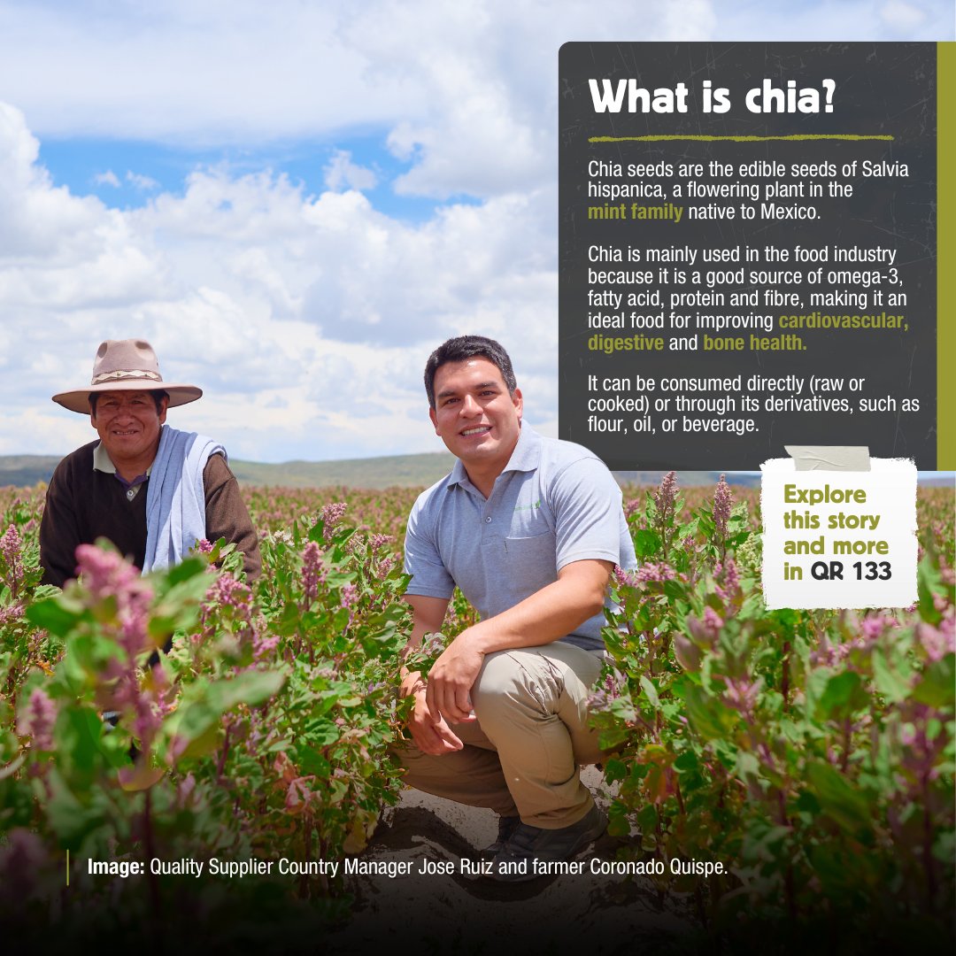 SharedInterest's tweet photo. Shared Interest supports producers of a range of commodities with vital access to finance.  The types of commodities our lending supports continues to diversify, helping us to reach and empower more producers from all corners of the globe. 

In our autumn member magazine, we featured Quality Supplier Foods, a Peruvian producer of high quality products such as quinoa, chia seeds and fava beans, and a representative of our diverse portfolio. Earlier this year, Quality Supplier approached Shared Interest for finance to support them to purchase higher volumes of quinoa and gain a more competitive price for farmers.

Peru's grain industry at a glance:
 
🇵🇪 Peru is the largest producer of quinoa worldwide.
🏆Peru is one of the top 10 producing countries of chia seeds.
📈 Andean grain exports surged by 42.5% in early 2024, signalling strong demand.

What is quinoa? 🌱

Quinoa (pronounced KEEN-wah) is the seed of the Chenopodium quinoa plant. Quinoa is an ancient South American grain, first grown for food 7,000 years ago in the Andes. The Incas called it “the mother grain” and believed it was sacred. 

Quinoa was largely unknown to the rest of the world, until fairly recently. Since then, it has experienced a huge surge in popularity because of its high nutrient content and health benefits. In fact, the year 2013 was named “The International Year of Quinoa” by the UN, because of its valuable qualities and potential to fight world hunger.

Quinoa is grown in a variety of zones throughout Peru's 'altiplano' (English: 'high plain'), a famous area of land extending between Lake Titicaca in southern Peru, to Lake Poopo in Bolivia - covering a distance of 600 miles and an average altitude of 12,000 feet. 

To produce quinoa, seeds are planted in harrowed and fertilised soil towards the end of the summer season. 
90–120 days after planting, when the leaves have fallen off and only dried seed heads remain, quinoa is ready to harvest - traditionally, by hand. 

The seeds are then separated from the husks by rolling the seed pods with medium pressure on a large flat stone placed on top of a blanket. The seeds are then tossed into the air with the blanket to blow the husks away.  The crop is brought back to the farm and rapidly dried to preserve quality. 

What is chia? 🥜

Chia seeds are the edible seeds of Salvia hispanica, a flowering plant in the mint family native to Mexico and Guatemala. It was an important crop for pre-Columbian Aztecs and other Mesoamerican Indian cultures. 

Chia is mainly used in the food industry because it is a good source of omega-3, fatty acid, protein and fibre, making it an ideal food for improving cardiovascular, digestive and bone health. It can be consumed directly (raw or cooked) or through its derivatives, such as flour, oil, or beverage.
 
Chia seeds are produced in Peru through organic farming methods by small farmers in the Cusco and Puno regions. The special weather of the Cusco region allows for the organic growth of chia seeds. 

To produce chia seeds, the seeds are propagated from seeds or seedlings. Once planted and covered in soil, following regular watering, the seeds will sprout within 7 to 10 days. 

After about three months, the chia plants will flower. The flowers can be pollinated by insects or by self-pollination.  The small chia seeds will form in the heads of the flowers, and the farmers then harvest the crop using organic production systems. 
  
Explore this story and more in our autumn member magazine, QR 133, available to read or download now on our website. 
 
Read QR 133: 
https://t.co/DyoyBozfbo
 
Invest with us and build a fairer world:
https://t.co/0bhHQvK5wM
 
#investinafairerworld #forjusticenotprofit #fairtrade #financewithahumanface #quinoa #chiaseeds