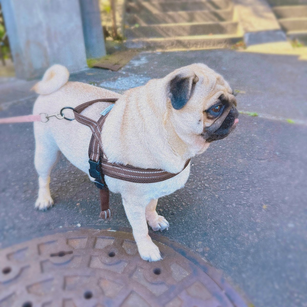Pug_buffet's tweet photo. The owner has been wearing heat tech since yesterday 🍂Today, I just put on a long sleeve T-shirt over it and it's perfect https://t.co/GN1zqH6WlN