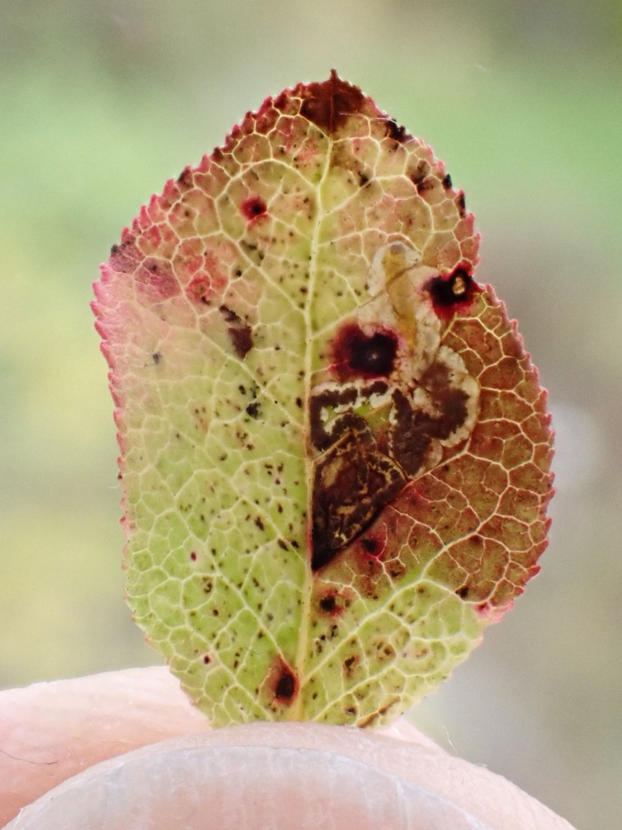Aidan Smith (@eggboxenvy) on Twitter photo Stigmella myrtillella (Bilberry Dot) - There's probably loads of these out there to be found, but it's only the second record for #VC64. The first being in 1883. #Otley #Chevin #moths <a href="/BritishMoths/">British Moths</a> <a href="/BradfordNature/">Bradford Nature</a> <a href="/WildaboutOtley/">Wildlife Friendly Otley WildaboutOtley.bsky.social</a> Stigmella myrtillella (Bilberry Dot) - There's probably loads of these out there to be found, but it's only the second record for #VC64. The first being in 1883. #Otley #Chevin #moths <a href="/BritishMoths/">British Moths</a> <a href="/BradfordNature/">Bradford Nature</a> <a href="/WildaboutOtley/">Wildlife Friendly Otley WildaboutOtley.bsky.social</a>