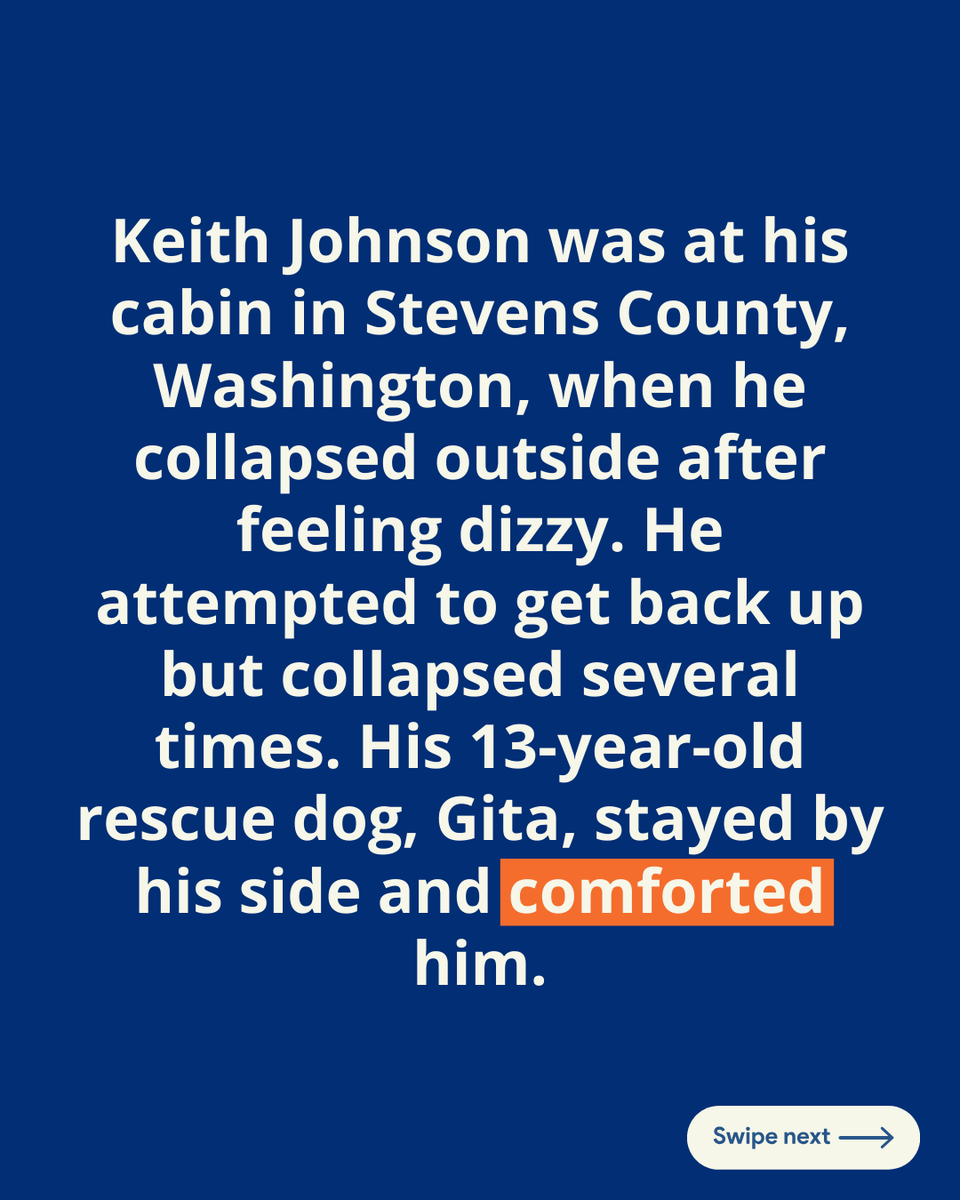 GlobalStrays's tweet image. 🐾 Meet Gita, the hero pup who saved her owner’s life! When 84-year-old Keith Johnson collapsed outside his cabin, Gita knew exactly what to do. She ran off and found Deputy Colton Wright, who followed her through the woods to Johnson’s side 💙