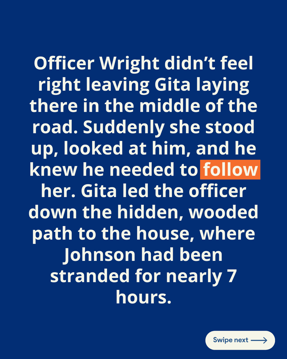 GlobalStrays's tweet image. 🐾 Meet Gita, the hero pup who saved her owner’s life! When 84-year-old Keith Johnson collapsed outside his cabin, Gita knew exactly what to do. She ran off and found Deputy Colton Wright, who followed her through the woods to Johnson’s side 💙