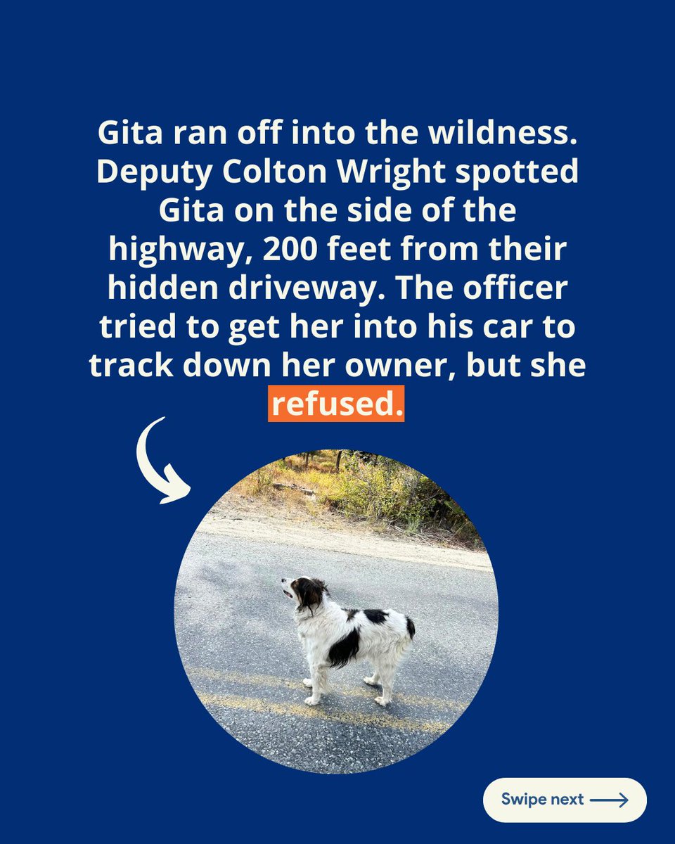 GlobalStrays's tweet image. 🐾 Meet Gita, the hero pup who saved her owner’s life! When 84-year-old Keith Johnson collapsed outside his cabin, Gita knew exactly what to do. She ran off and found Deputy Colton Wright, who followed her through the woods to Johnson’s side 💙
