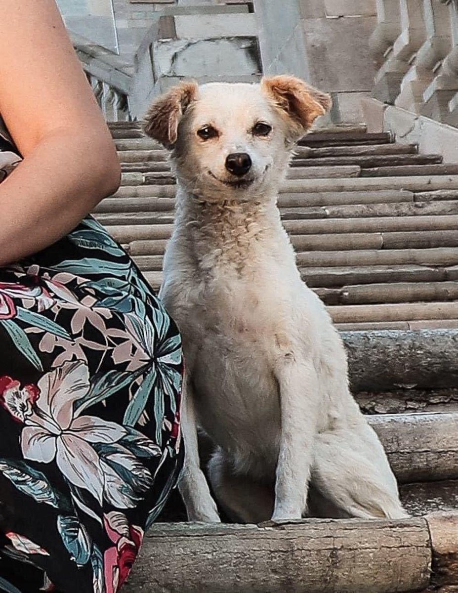 DiloConPerritos's tweet photo. El fotógrafo Chema, originario de Guanajuato, capturó una imagen de una familia de turistas, pero no pudo evitar que un adorable perrito se colara en la foto, robándose parte del protagonismo ❤️🐶 https://t.co/uj7mMhjpli