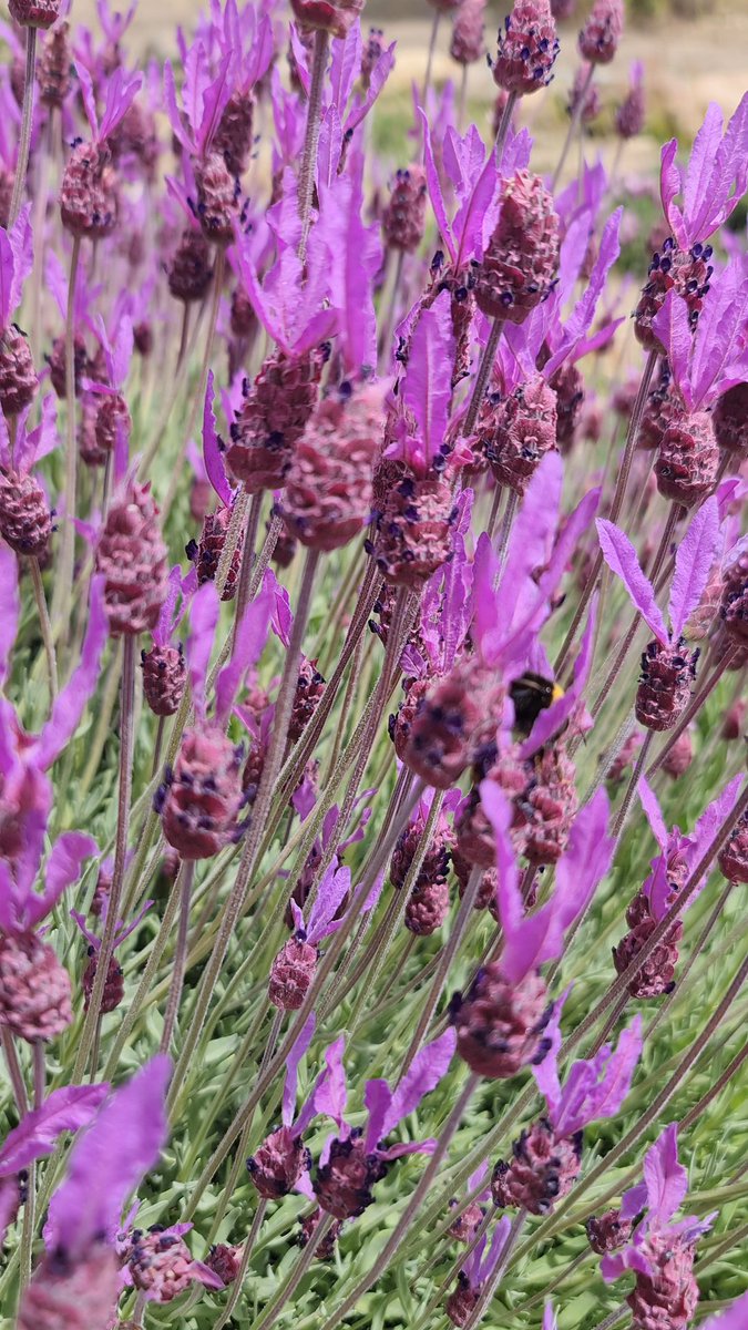 🪻Lavandas del Limay🪻
Un campo en Villa Llanquín que tiene mucho para ver, hacer y conocer 😊.
Si estás por Bariloche o Dina Huapi acercate y pasá una tarde maravillosa.
📌 Abierto sábados y domingos de 14 a 19 horas.