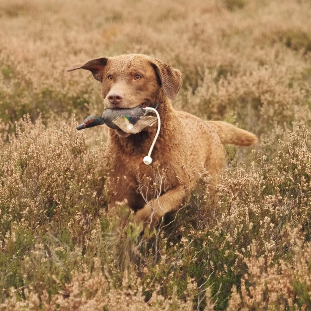 PetFootprint's tweet photo. How healthy and strong is the gorgeous Hebe looking right now?

It’s great to see dogs that are fuelled by Josera dog food with such a spring in their step, life in their eyes and a healthy coat of fur 🐶

Is your dog doing well on Josera? Send us a pic! https://t.co/uRfvBVUPFa