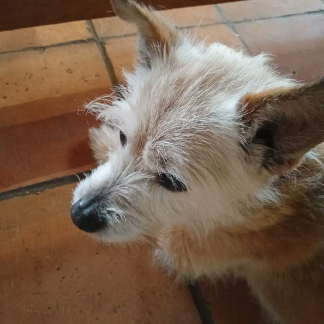 After bloody yonks of being in a writers / producing slumpo had a bloody wonderful time with my amazing musical comadre Milsky  in the studio today.
Topped off with general floofing of the mighty Moses ...studio pooch and vibe controller extraordinare xx