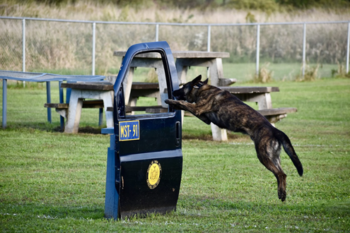 NYSDOCCS's tweet image. DOCCS’ OSI held its 2nd national K9 training conference for correctional institutions at the OSI K9 Training Center in Marcy, NY. The conference, “K-9s Behind the Wall,” included Sen. Griffo, Assemblymembers Miller, Buttenschon, &amp;amp; over 50 K9 handlers from 7 states &amp;amp; 8 NY counties