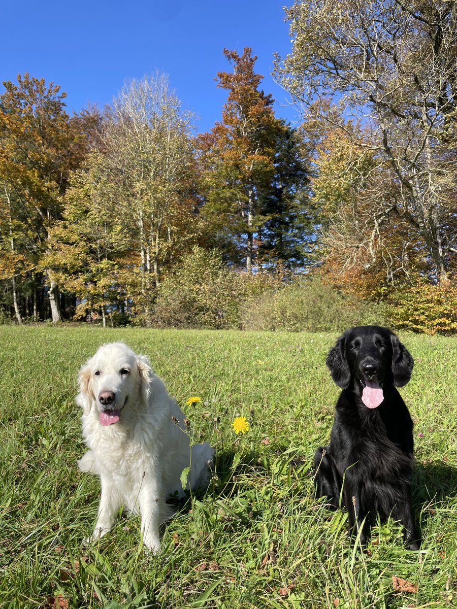 Rafael_Nala's tweet image. What a beautiful day! #fallfeelings