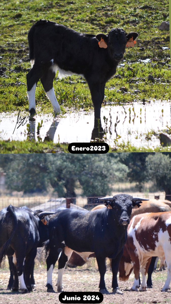 Vicente Sánchez 🇪🇸🚀 (@torocharro) on Twitter photo Y a pesar de todo, y de muchos, uno se sigue ilusionando… Lunarito-31 de <a href="/SanchezCobaled1/">Sanchez-Cobaleda</a> Y a pesar de todo, y de muchos, uno se sigue ilusionando… Lunarito-31 de <a href="/SanchezCobaled1/">Sanchez-Cobaleda</a>