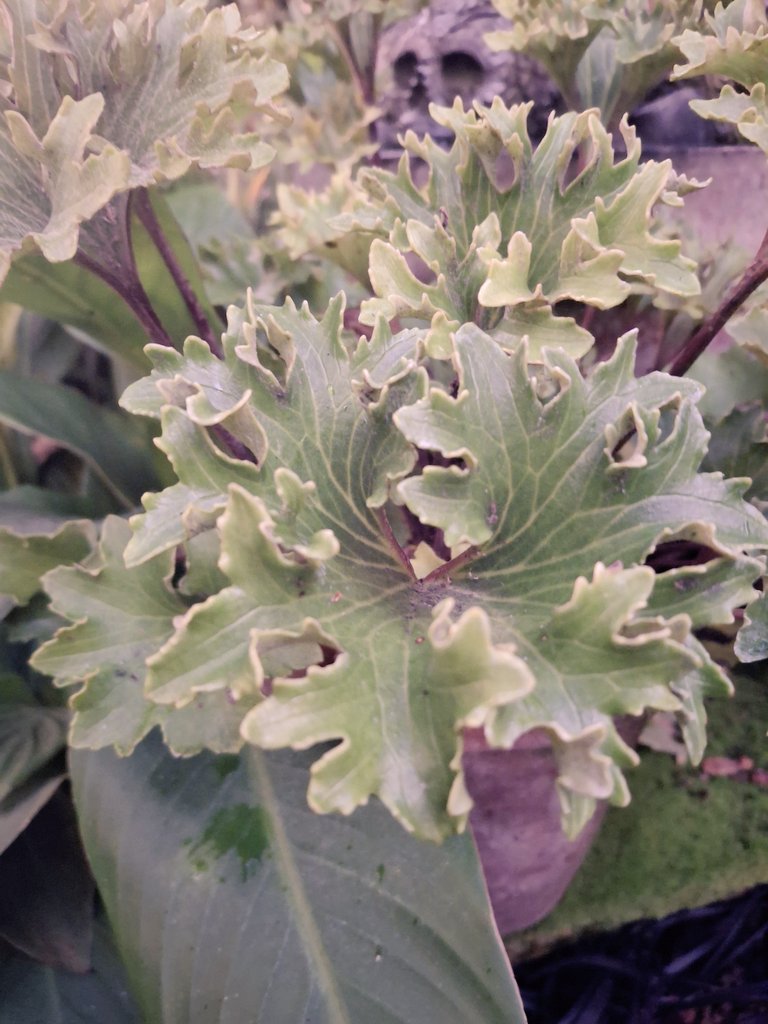 Farfugium japonicum 'Wavy Gravy' saying hello #GardeningX
#tropicaldunstable #gardening