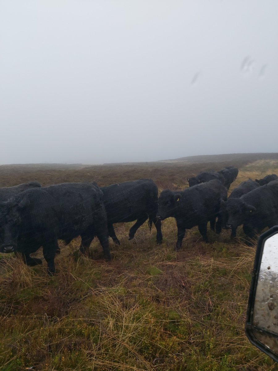 MeicDolwen's tweet photo. @Nigelrefowens Got some of ours in last week, after last year's escapades they came in nicely, two lots still out this lot couldn't have got much higher in yesterday's wind and rain #welshblacksπ https://t.co/Q63N0aHqnd