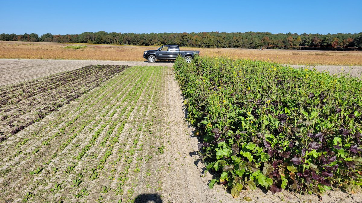 Register for UD Biofumigant Mustards Field Day by tomorrow! Discussion will include fall v. spring planting, optimal planting dates, nitrogen studies, and disease control.  Read more here -&gt; sites.udel.edu/weeklycropupda…