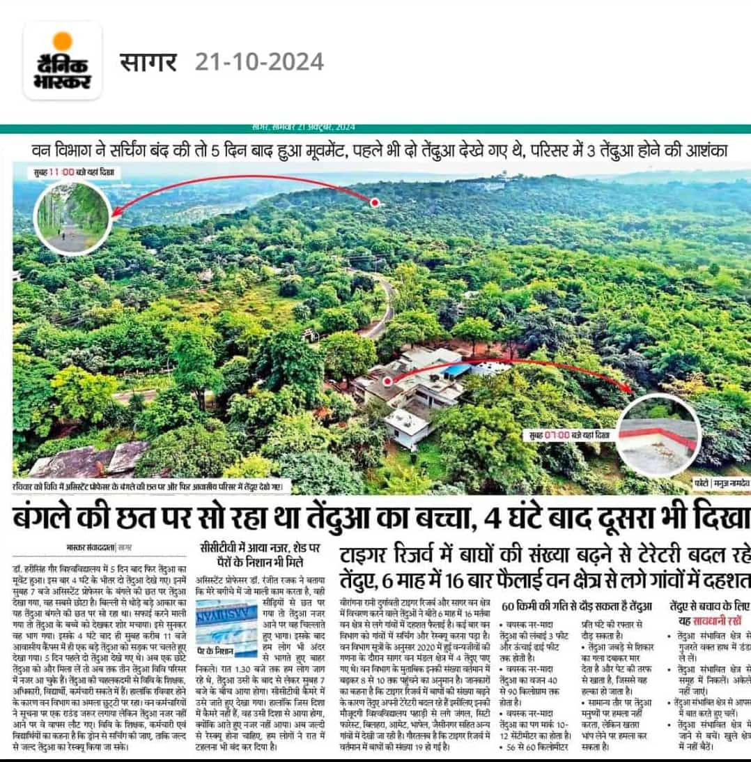 Sundaram1107's tweet photo. आज लगभग 5 दिन होने को आए हैं परन्तु फिर भी डॉ हरिसिंह गौर विश्वविद्यालय में खुले आम घूम रहे तेंदुओं को रेस्क्यू नहीं किया गया है । प्रशासन की ऐसी लापरवाही छात्रों के लिए नुकसान दायक साबित हो सकती है । 🙏 https://t.co/A3Yee36sTZ