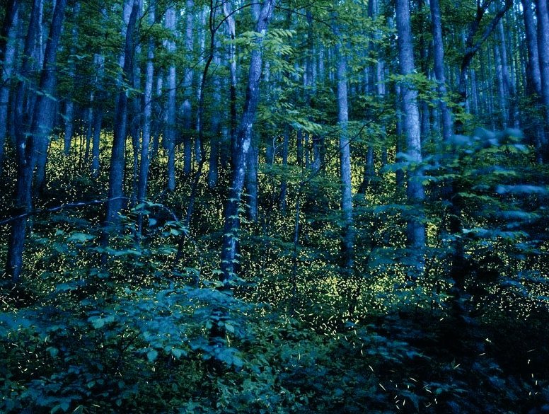 Belgian photographer Katrien Vermeire, Godspeed, 2010, using long exposure to capture fireflies in the woods #WomensArt