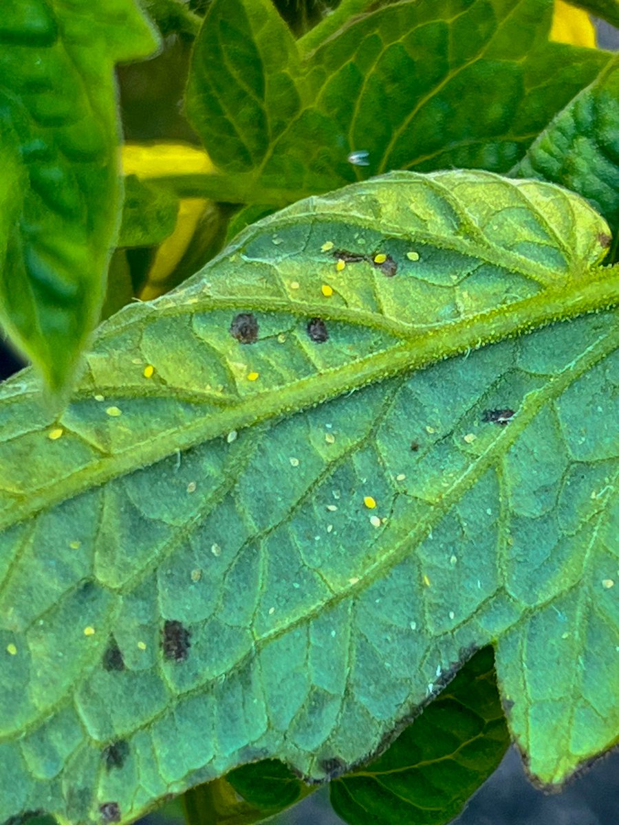 Saumik Basu tweet media