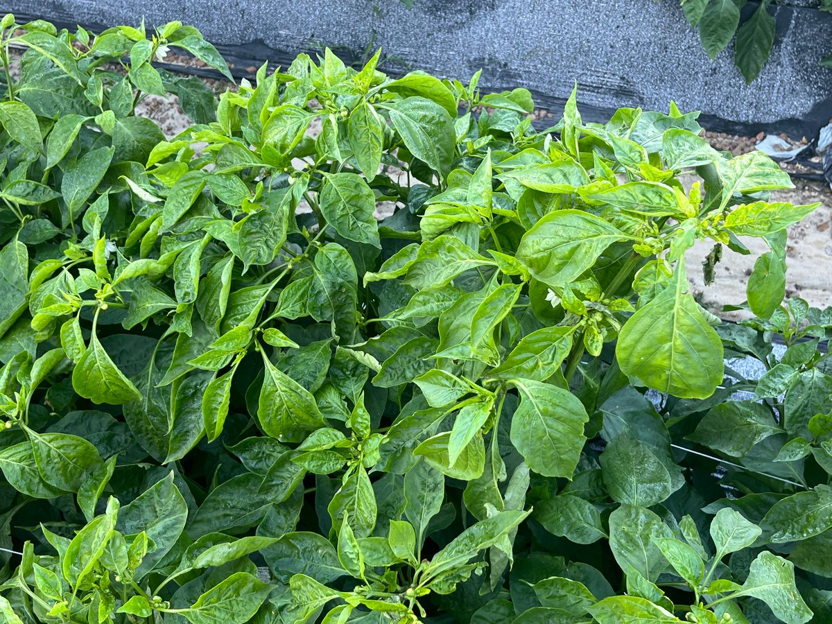 Saumik Basu tweet media