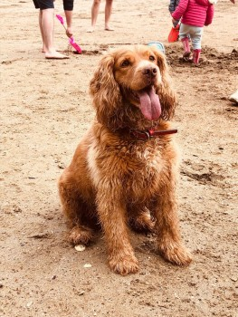 millypod1's tweet photo. REGGIE HOME SAFE. THANKS FOR RT's 😊🐕🐾
🆘17 OCT 2024 #Lost REGGIE #ScanMe
Golden Cocker Spaniel Male WAS WITH DOG WALKER #Pickworth #PE9 area near #Empingham #A1 #Stamford
What3Words: ///chains.overruns.frozen https://t.co/L14vUARP4f https://t.co/dOiVtfQAVi