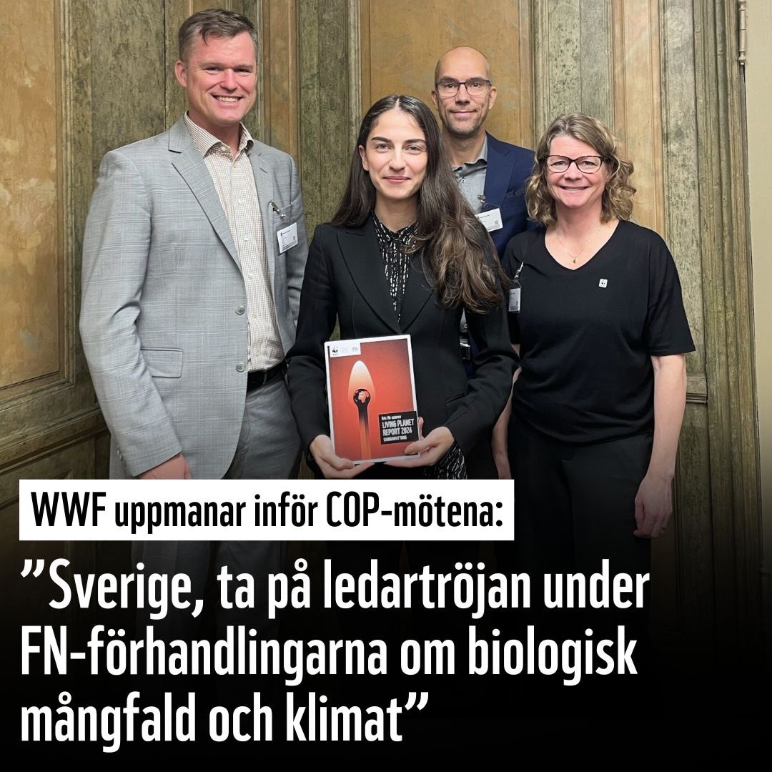 WWFSverige's tweet photo. Nu startar #COP16Colombia om biologisk mångfald. WWFs @LindGustaf, @AsaRanung &amp; David Mjureke bjöds in att träffa @RPourmokhtari. Här med #LivingPlanetReport2024 som visar på det allvarliga läget. 29k personer har skrivit på vår namninsamling att agera 🙏
https://t.co/M7QDNQ60y9 https://t.co/T1zIVmrs5X