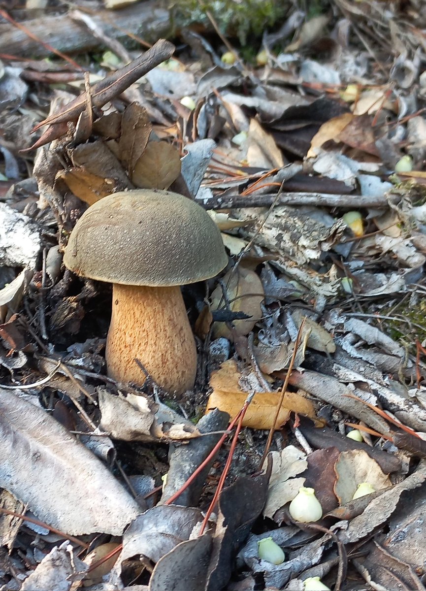 M'esperaves oi?
Jo també. 
Tu, solitari, en coixí d'ocres,
marrons i vermells,
camuflatge de sempre
on amagar els teus secrets.
Jo, frissant per veure't
tant temps després. 
Reunió i record,
il.lusió i màgia,
i pregunta penjada del temps:
Trobarem més tardors
on compartir anhels?