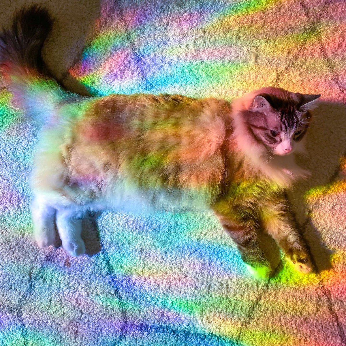 Hidden Rainbows tweet media