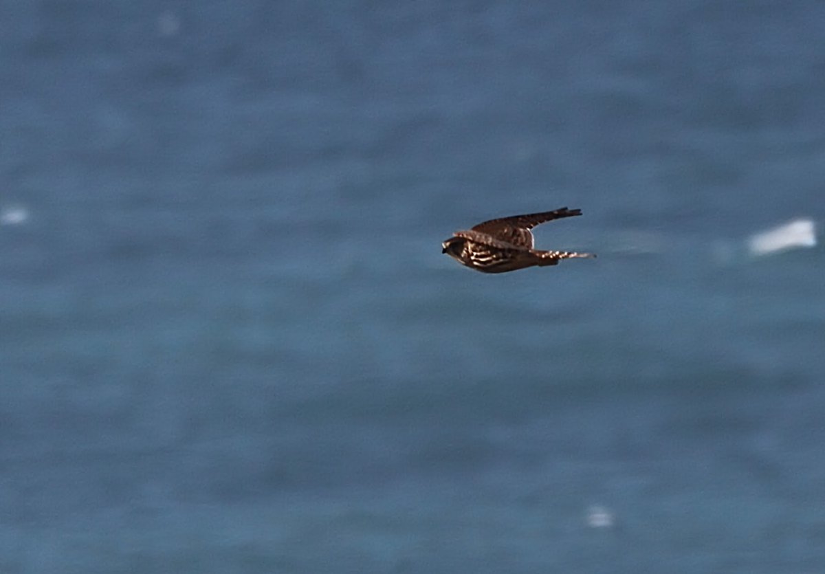 Not much new on Bryher today. The Dotterel continued to show to less than 5m and a Merlin hunted nearby. The Hoopoe flew over our house while we were having lunch and pitched down on Tresco. Sadly no American passerines materialised 😞. <a href="/beardybirder/">Dr Phil Saunders 🇬🇧 🇪🇺 🌈</a> <a href="/PeterMo03067857/">Peter Moore</a>