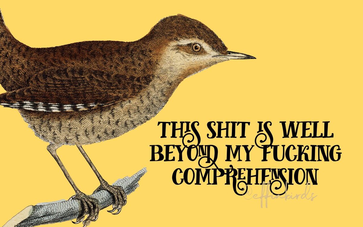 EffinBirds's tweet photo. https://t.co/DZTtdEU4o4