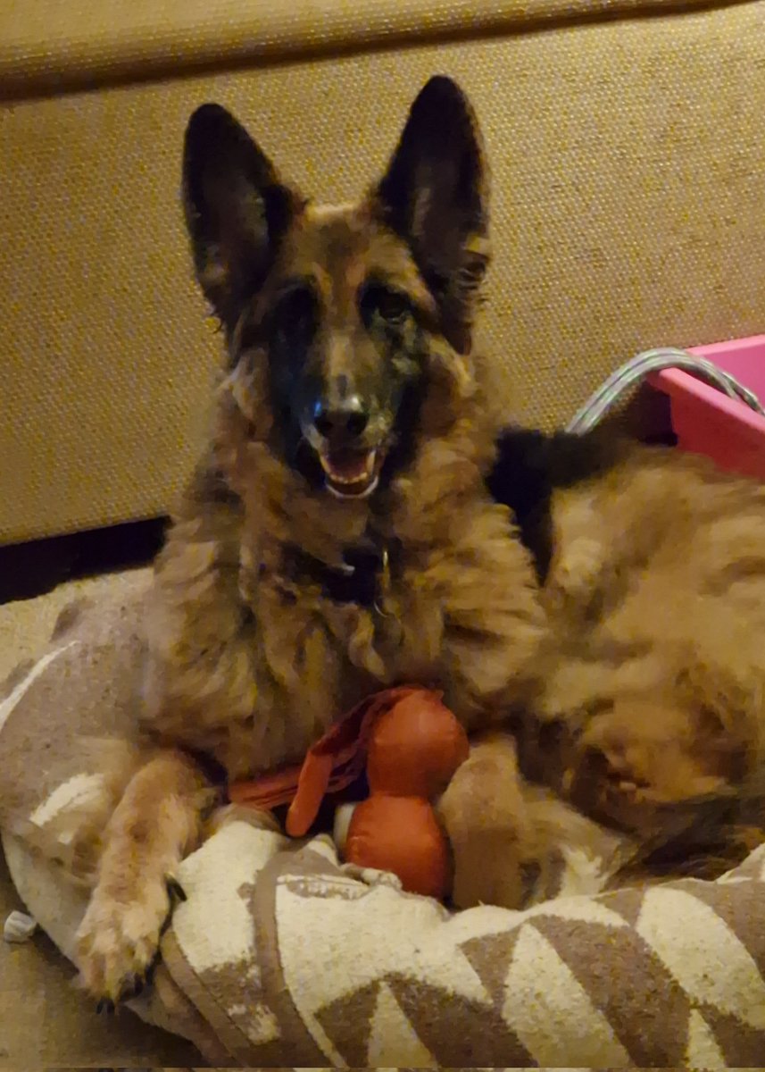 JazzmatazzJ's tweet photo. Defying the odds 🙌

She was given 5 years, but Sandy proved them wrong and is celebrating her 10th birthday today🎂

#dogspam #dogsofX #dogsontwitter #dogs https://t.co/o2um8uSaWa
