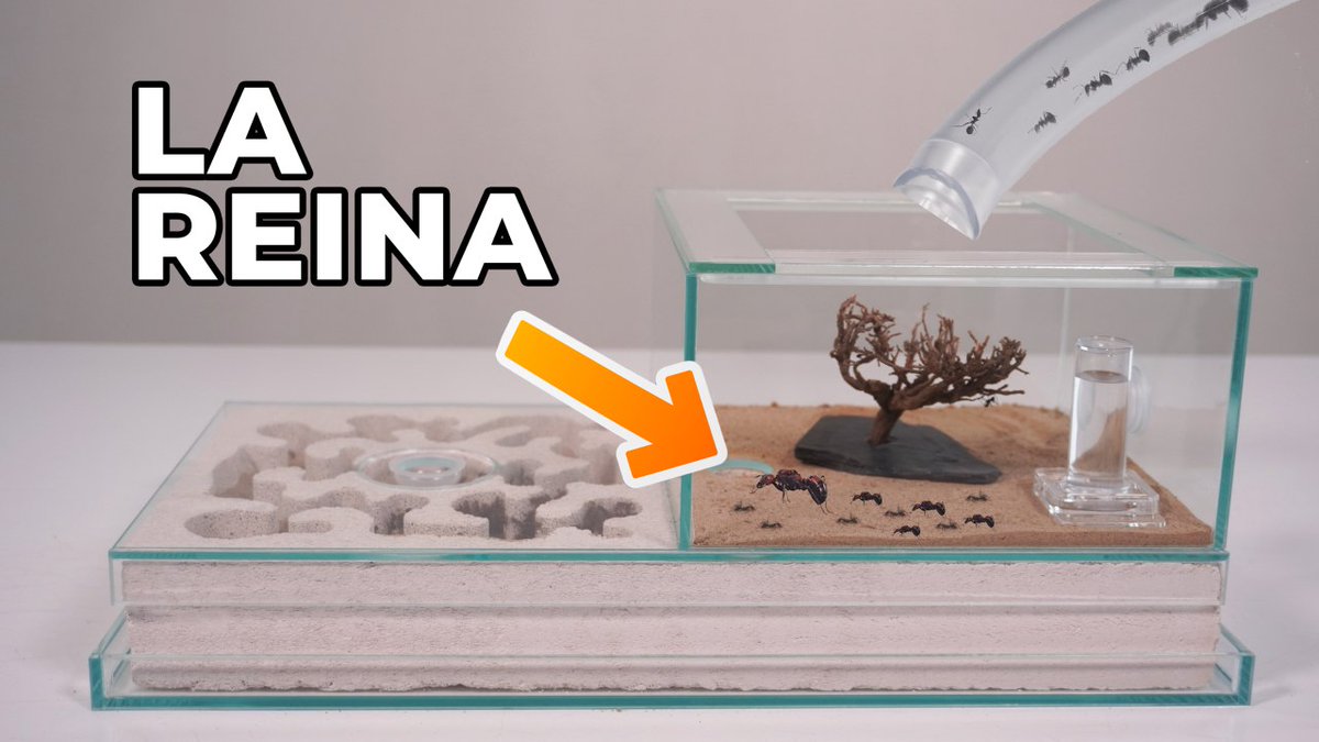 el_hormigas's tweet photo. Nuevo video ya en youtube!
Me compré un hormiguero artificial de ytong ! así reaccionan las hormigas a su nuevo hogar https://t.co/92dXQtSznk