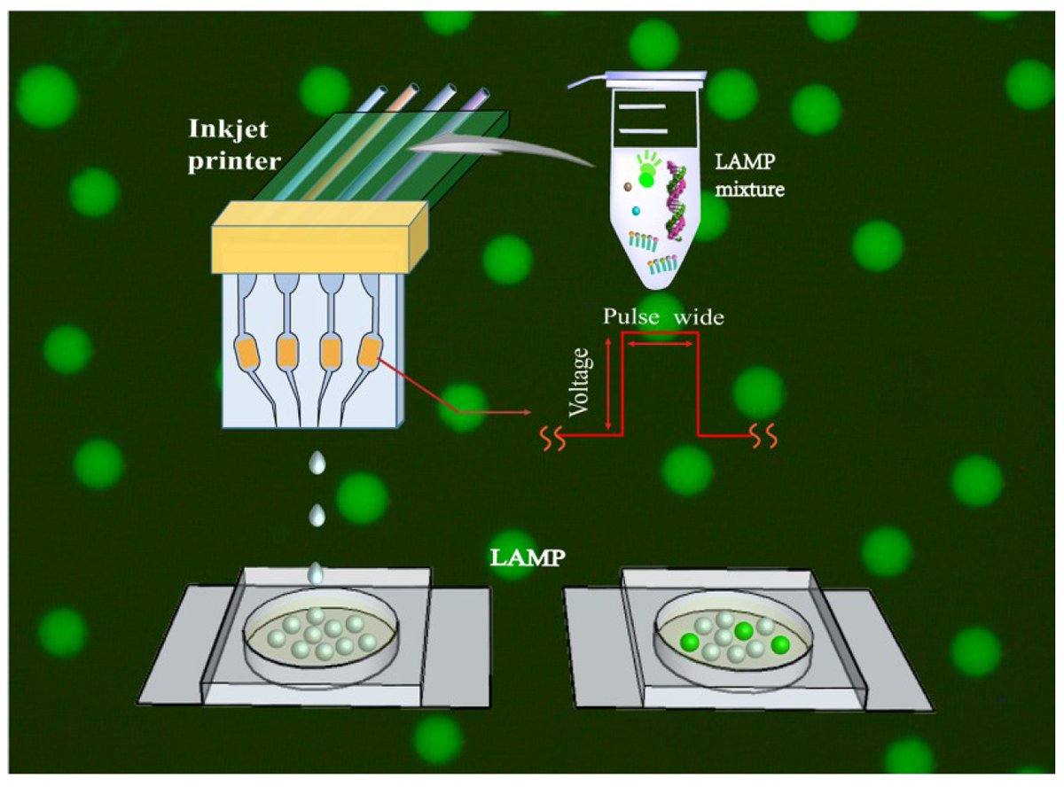 chemosens_MDPI's tweet image. #Article
Self-Assembled Inkjet Printer for Droplet Digital Loop-Mediated Isothermal Amplification by Zhaoxuan Fan, et al.
doi.org/10.3390/chemos…

@MDPIOpenAccess @Tsinghua_Uni
#inkjetprinter #droplets #digitalLAMP #microfluidics