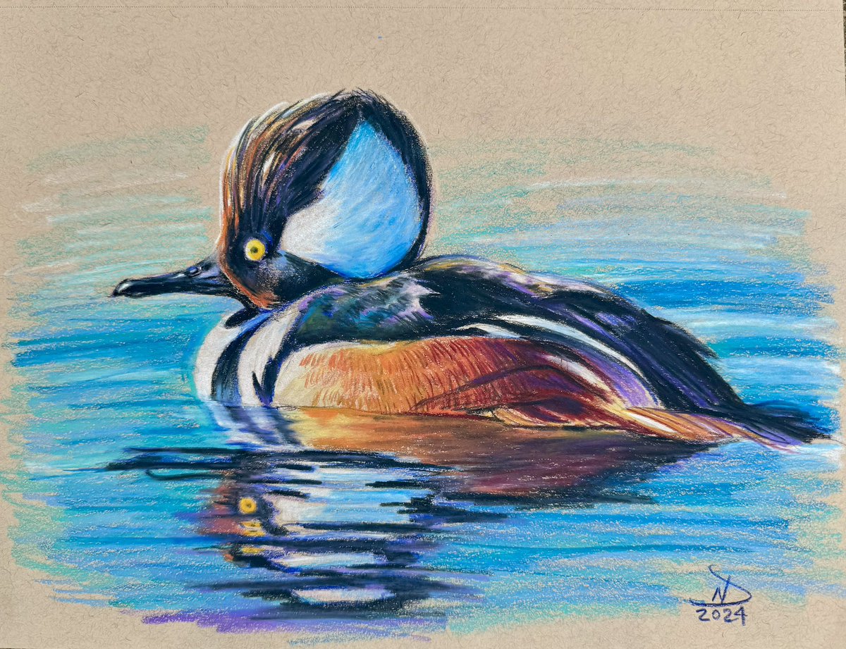 NDeStefano's tweet photo. #OctoberAnimals Day 21 - Hooded Merganser https://t.co/wMM1NyBy8D