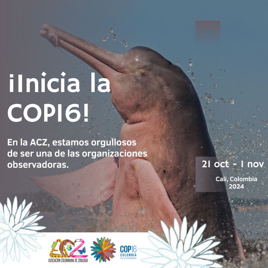 ¡Inicia la COP16! En la ACZ estamos orgullosos de ser una de las entidades observadoras durante el evento, que tendrá lugar en Cali, Colombia del 21 de octubre al 1 de noviembre. Sigue todos los detalles en nuestras redes sociales. #COP16 #ACZ #Biodiversidad