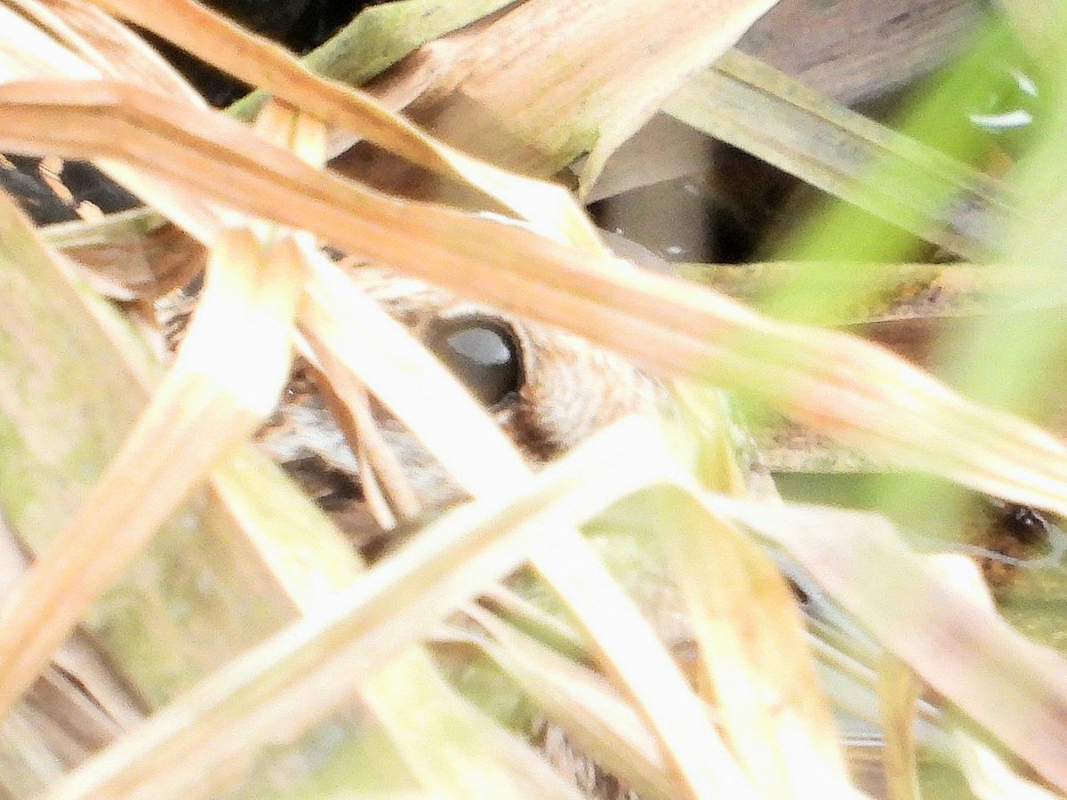 Nat (@nat23293881) on Twitter photo Enjoyable hour searching for Snipe in Haverah Park. Almost impossible to see even with the help of a thermal as they are deep in the reeds. 3 Jacksnipe and 8 Snipe. Geese coming back on the fields in big numbers, stonechat, reedbunt redkite kestrel buzzard, etc <a href="/HarrogateNats/">Harrogate District Naturalists’ Society</a> Enjoyable hour searching for Snipe in Haverah Park. Almost impossible to see even with the help of a thermal as they are deep in the reeds. 3 Jacksnipe and 8 Snipe. Geese coming back on the fields in big numbers, stonechat, reedbunt redkite kestrel buzzard, etc <a href="/HarrogateNats/">Harrogate District Naturalists’ Society</a>