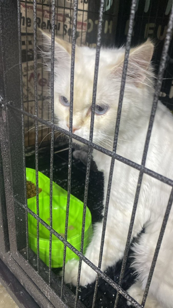 فريق أرواح tweet media