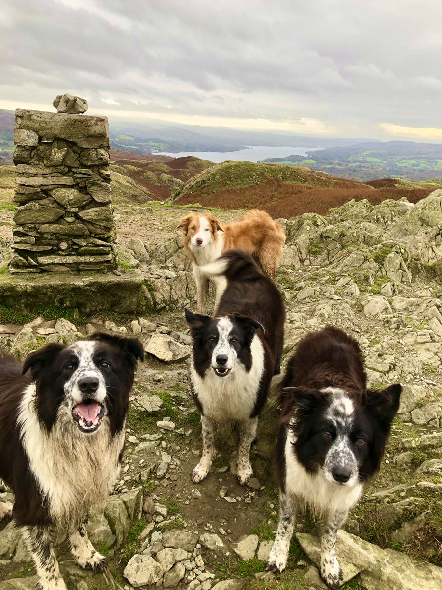 zakthecolliedog's tweet photo. The Lake District - you were fabulous - thank you
(Apart from #stormashley)
π€π€π€π€
#harmerfamilyadventure #zakthecolliedog #jessedog #jackthelad #rescuru #sistertas #halftermscotland https://t.co/DBvIWB1uhL