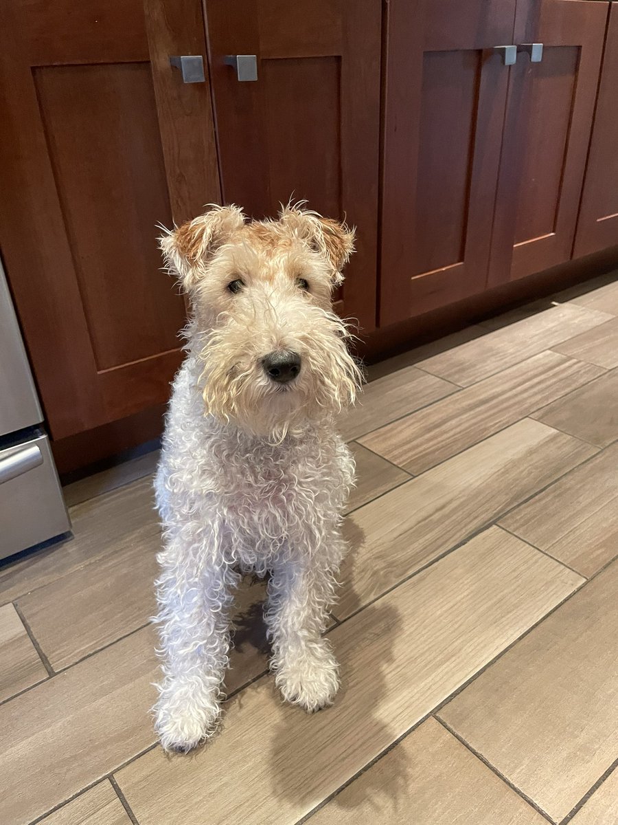 Pals I was just given a baff. Can you imagine? And now they’re trying to make it up to me with treats. They were quite yummy though I must say. #bathtime