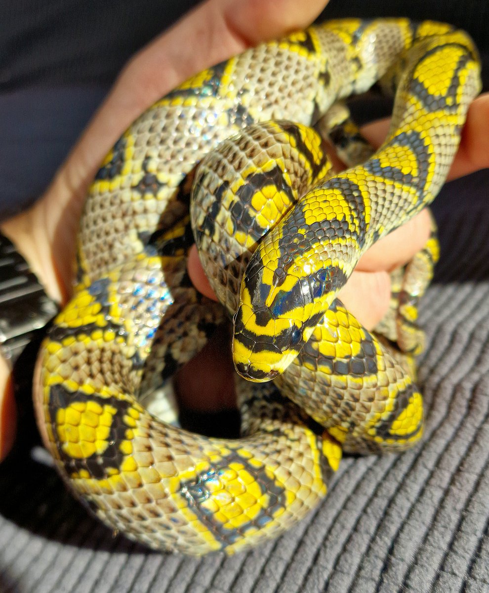 JungleJonathan's tweet photo. This is Mei-Ling, my Mandarin rat snake from China, freshly shed and looking absolutely gorgeous! She's 15 years old now and as beautiful as ever. You can see the iridescence on some of her black head and neck scales here. https://t.co/QpV2i3tOxs