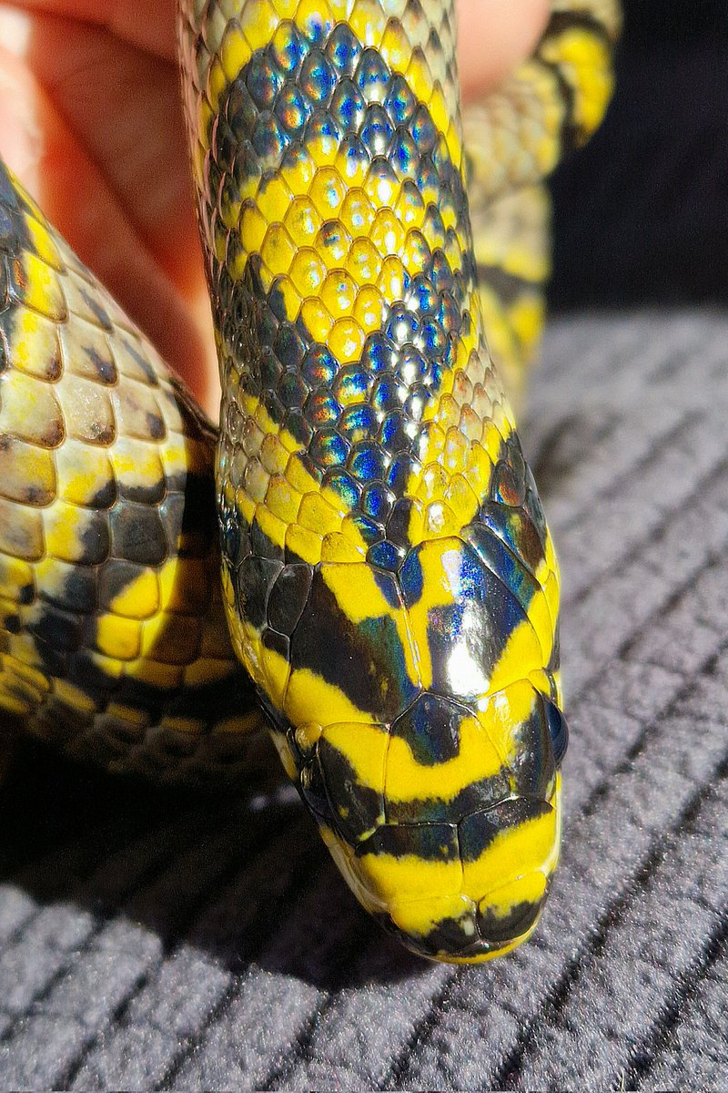 JungleJonathan's tweet photo. This is Mei-Ling, my Mandarin rat snake from China, freshly shed and looking absolutely gorgeous! She's 15 years old now and as beautiful as ever. You can see the iridescence on some of her black head and neck scales here. https://t.co/QpV2i3tOxs