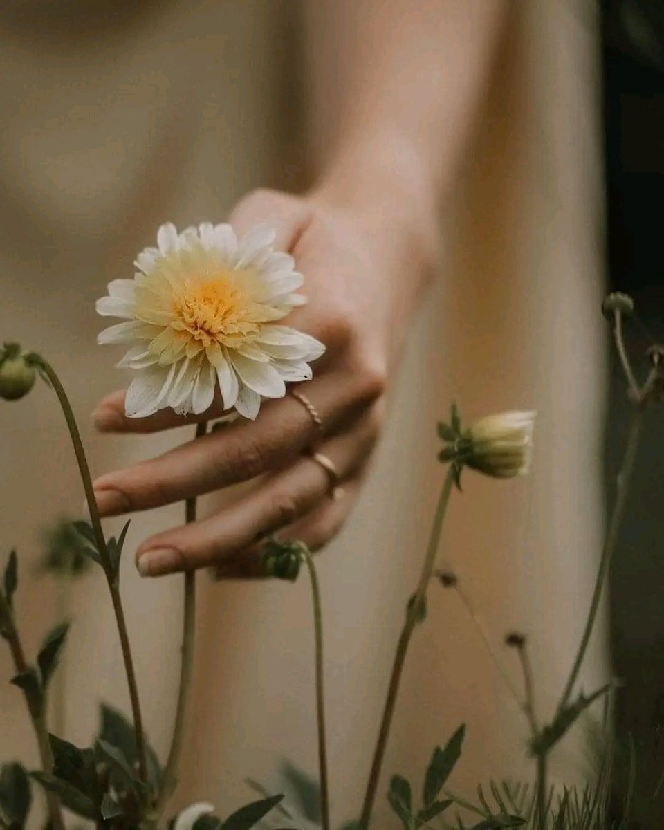 ✍️Saveur des mots✍️ tweet media
