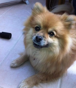 millypod1's tweet photo. 🆘19 OCT 2024 #Lost PUMPKIN #ScanMe #Tagged
ELDERLY Ginger Pomeranian Female
Scott’s Nurseries area #Merriott near #Crewkerne Shiremoor Hill #TA16
https://t.co/gOg9QtPs64 https://t.co/mK2MrrO2l6