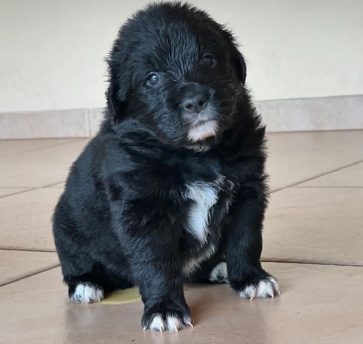 Olha a cara desses bbs