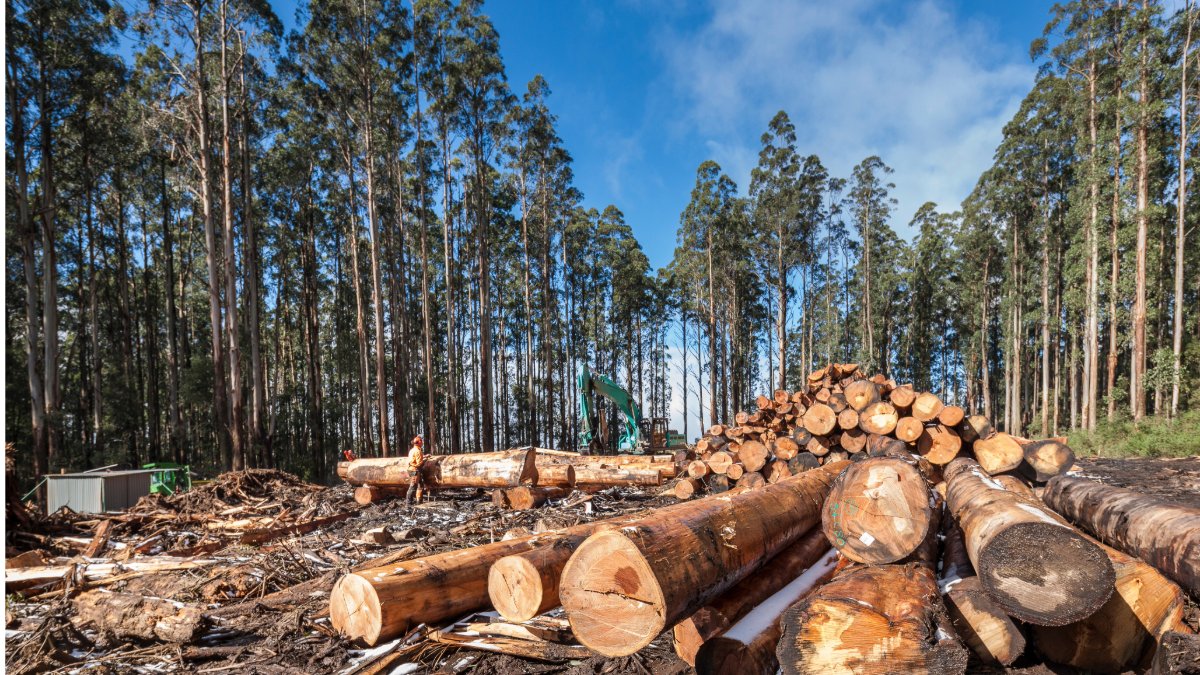 The NSW Government should commit to phasing out native forest logging and transition to a plantation-only industry, as recommended in our submission to the NSW Independent Forestry Panel. Read the submission here in full: science.org.au/supporting-sci…