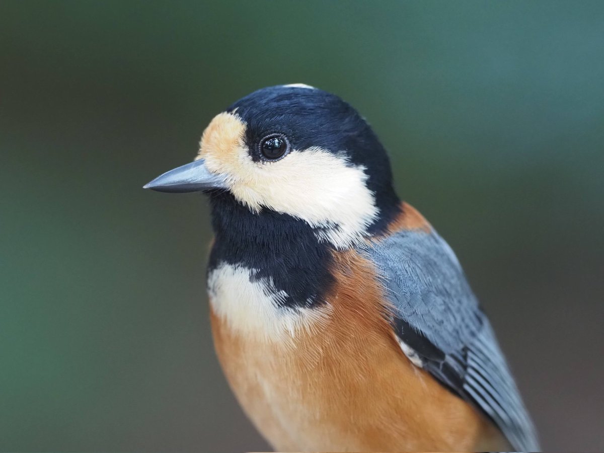 kake3's tweet image. ニーニーの日って事で