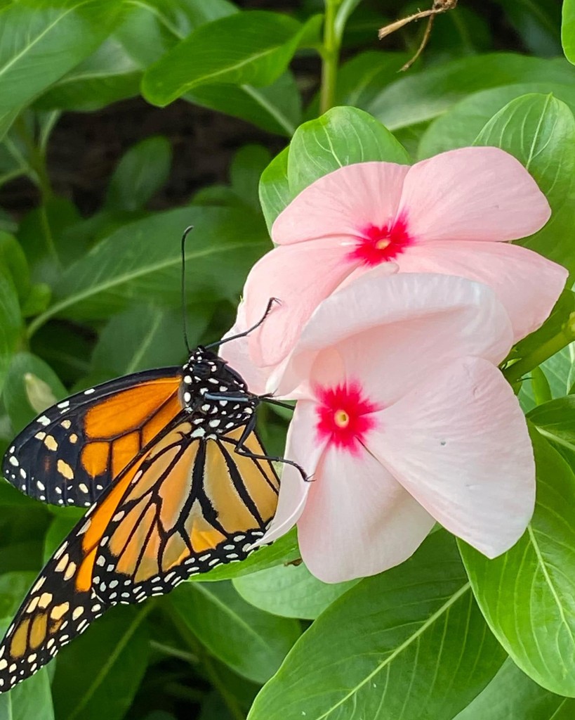 On Wednesday, October 23, we will be releasing more Monarch Butterflies at 6 pm at the Turtle Bar!